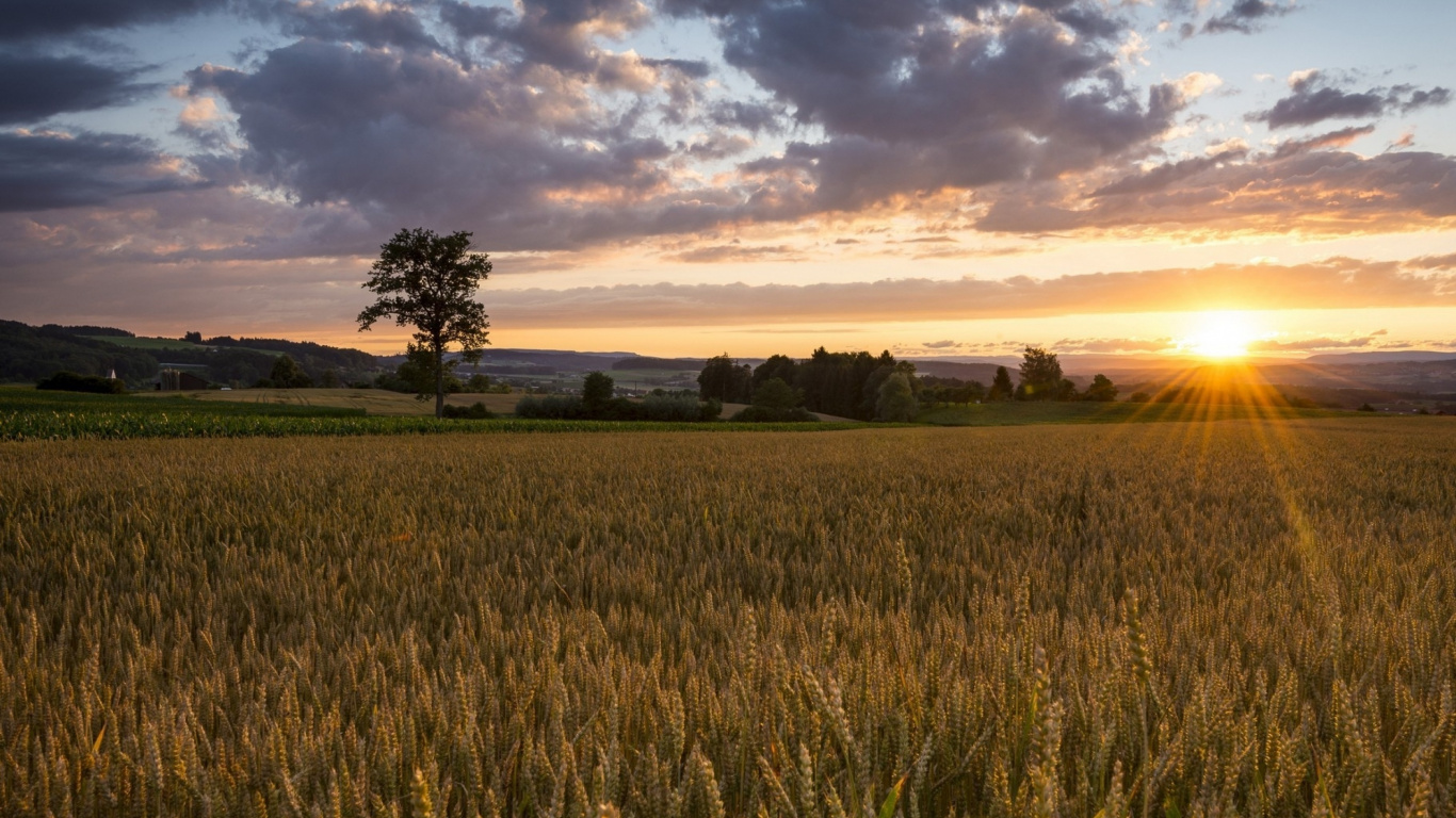 Обои поле, природа, сенокосное угодье, закат, равнина в разрешении 1366x768