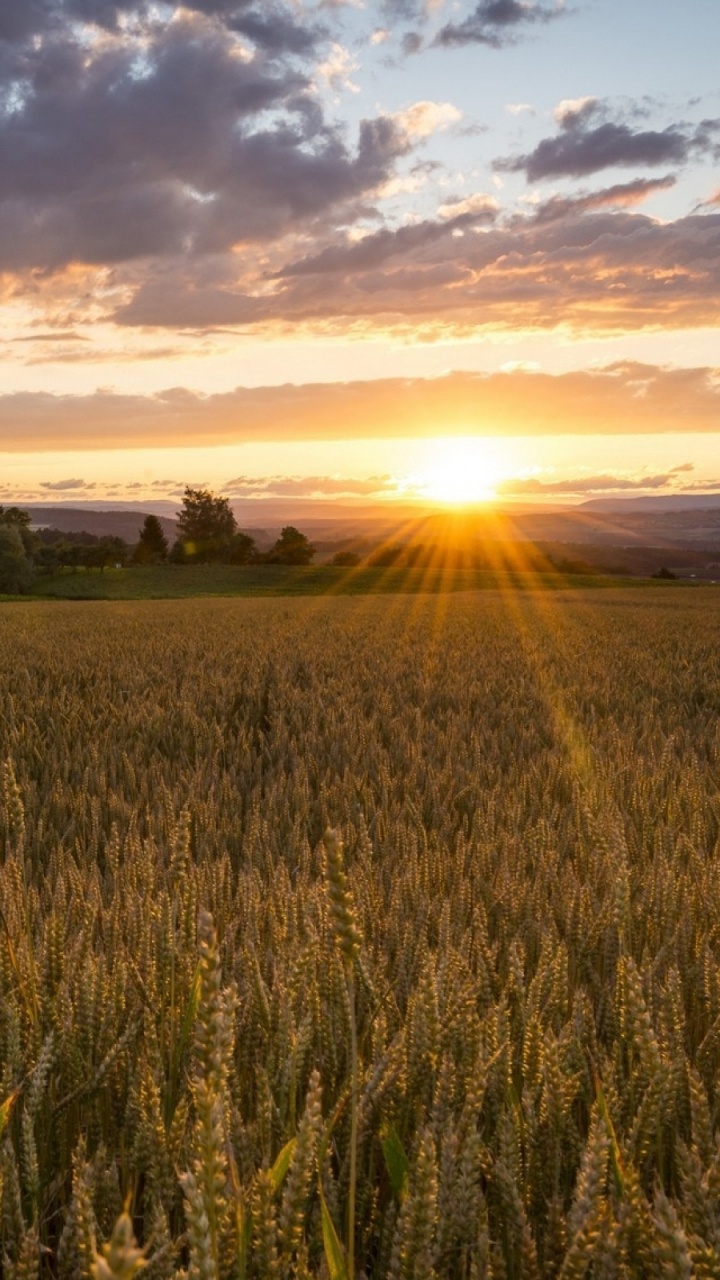 Обои поле, природа, сенокосное угодье, закат, равнина в разрешении 720x1280