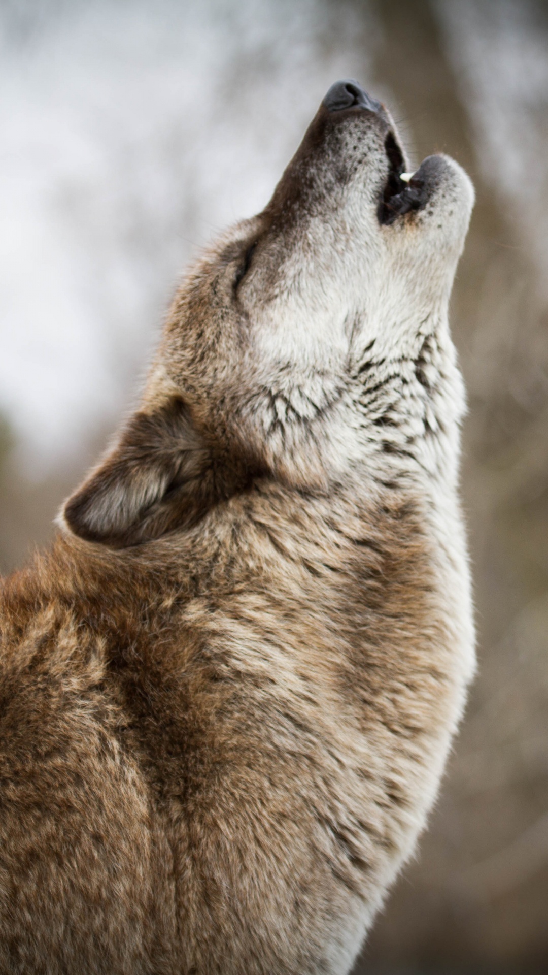 Обои живая природа, волк, морда, Псовые, чехословацкий влчак в разрешении 1080x1920