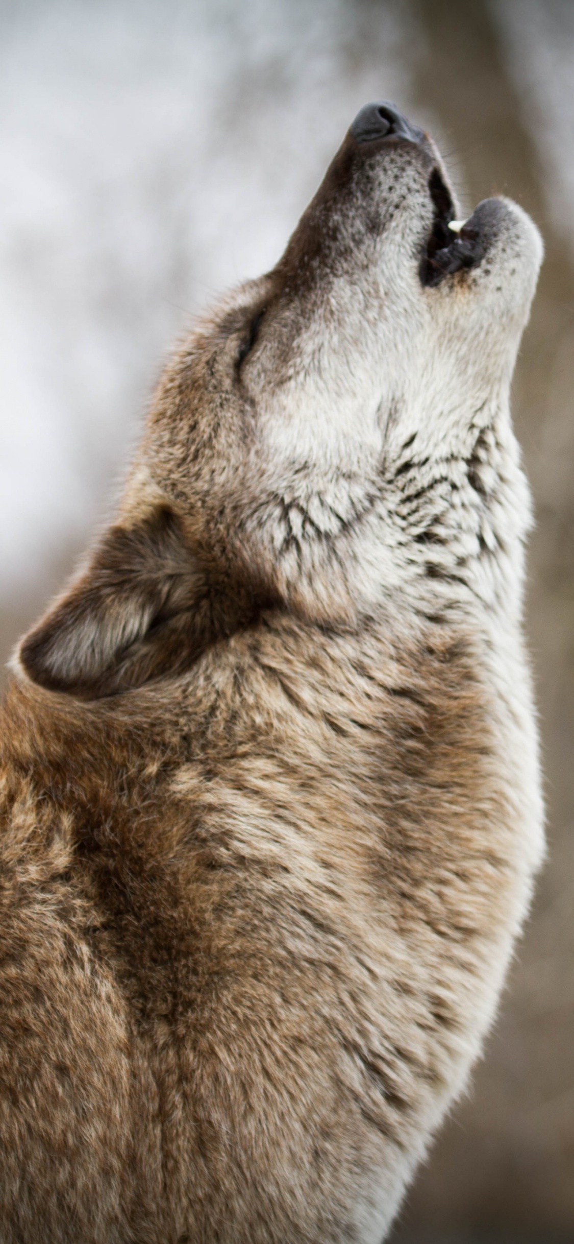 Обои живая природа, волк, морда, Псовые, чехословацкий влчак в разрешении 1125x2436