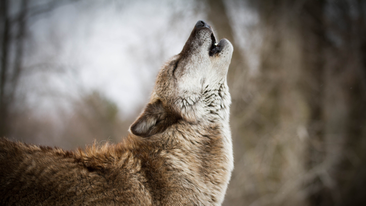 Обои живая природа, волк, морда, Псовые, чехословацкий влчак в разрешении 1280x720