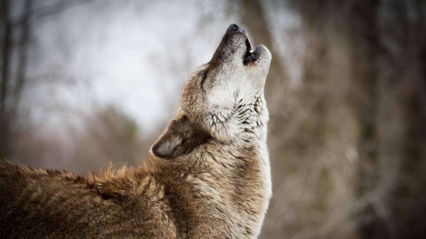 Обои живая природа, волк, морда, Псовые, чехословацкий влчак в разрешении 1366x768