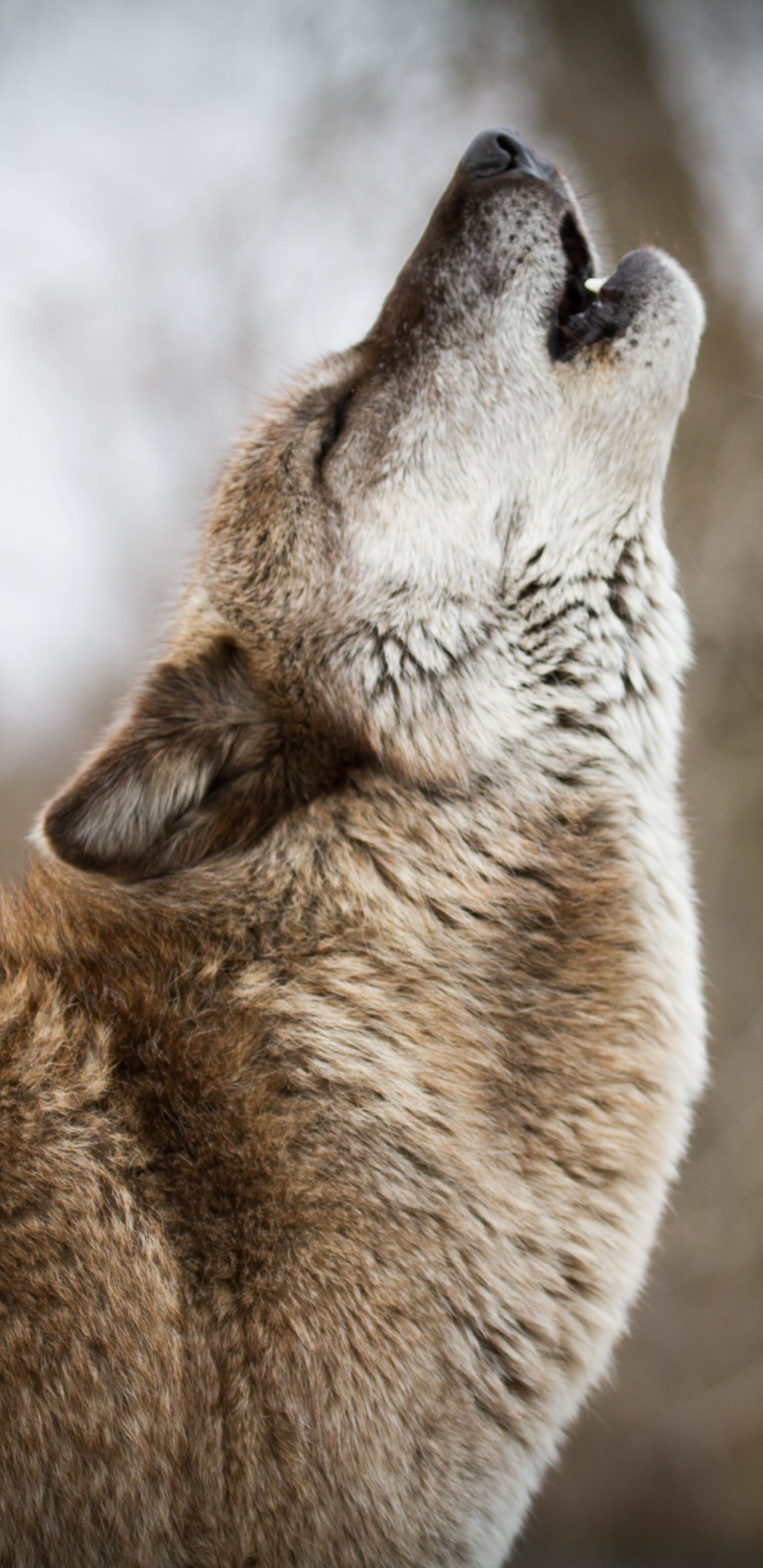 Обои живая природа, волк, морда, Псовые, чехословацкий влчак в разрешении 1440x2960