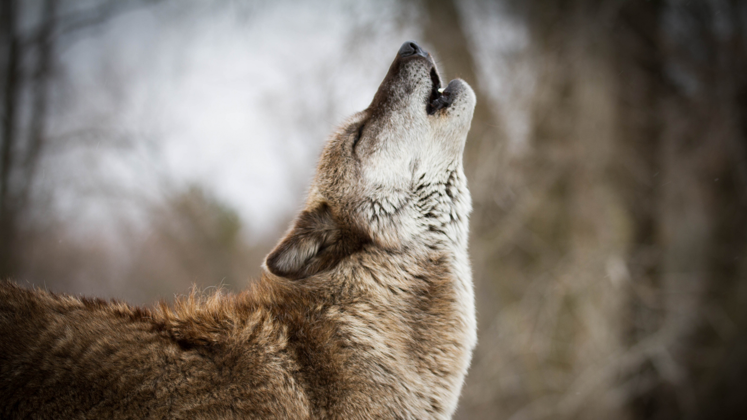 Обои живая природа, волк, морда, Псовые, чехословацкий влчак в разрешении 2560x1440