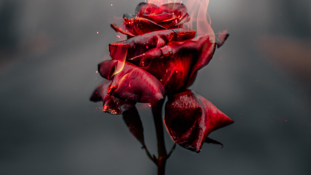 Обои цветок, Роза, розовый, съемный носитель, растение в разрешении 1280x720