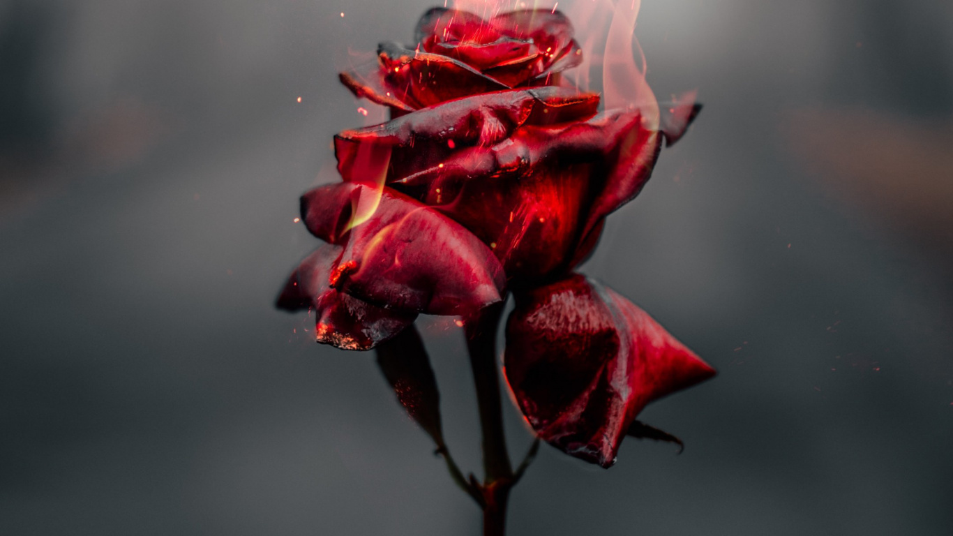 Обои цветок, Роза, розовый, съемный носитель, растение в разрешении 1366x768