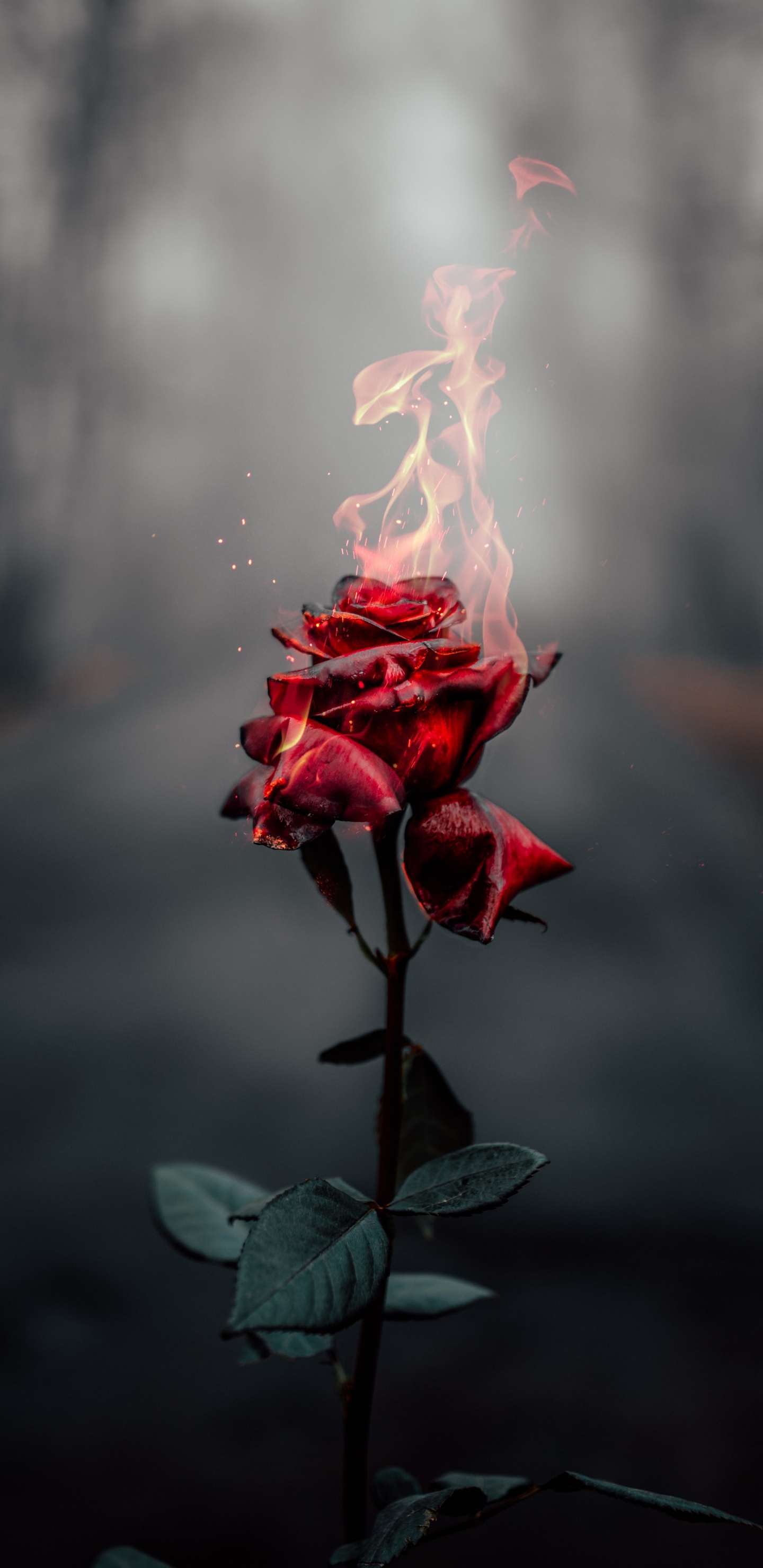 Обои цветок, Роза, розовый, съемный носитель, растение в разрешении 1440x2960