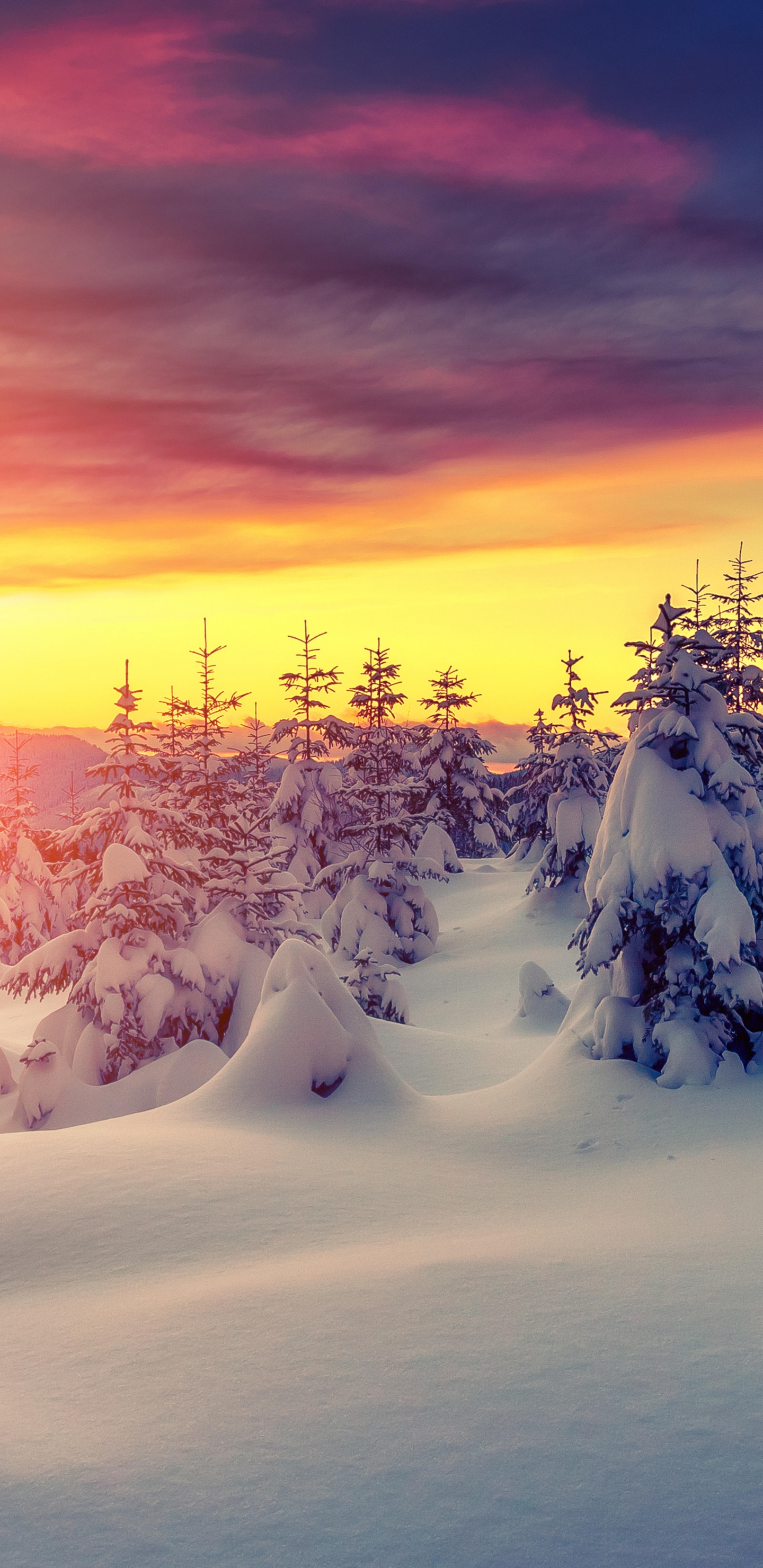 Обои зима, снег, природа, замораживание, дерево в разрешении 1440x2960