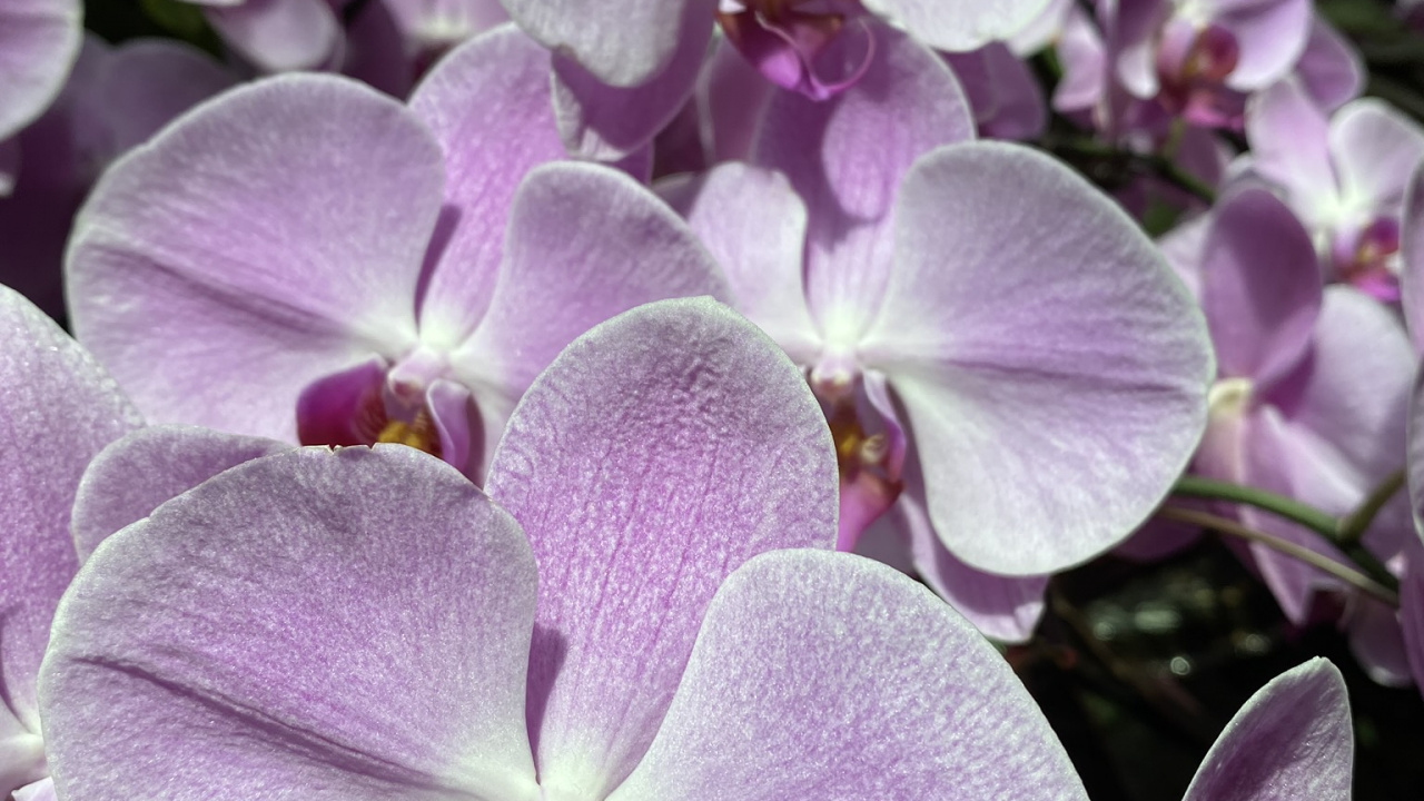 Обои сирень, цветковое растение, мотылек орхидеи, выбрасывать, орхидея в разрешении 1280x720