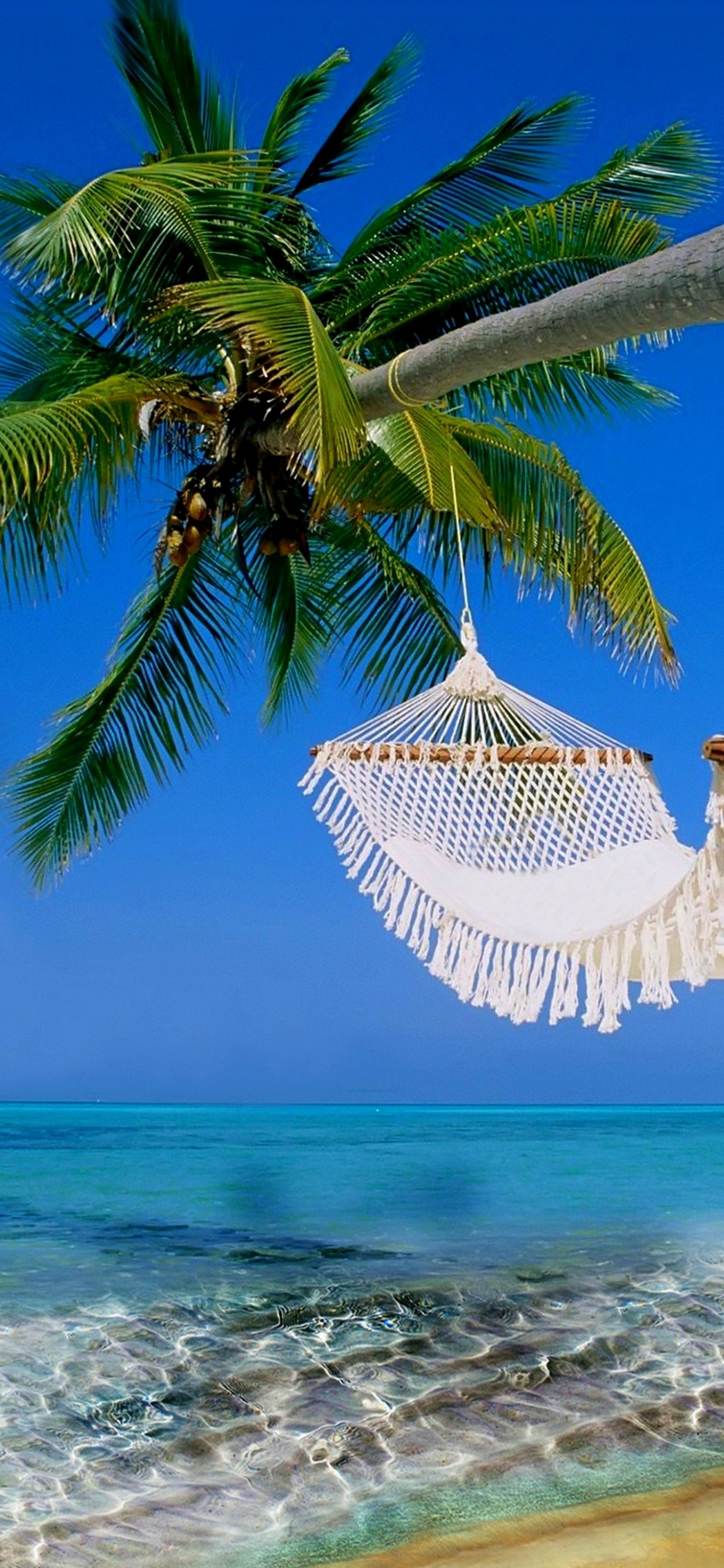 Обои пляж, море, тропическая зона, Карибский бассейн, океан в разрешении 1242x2688