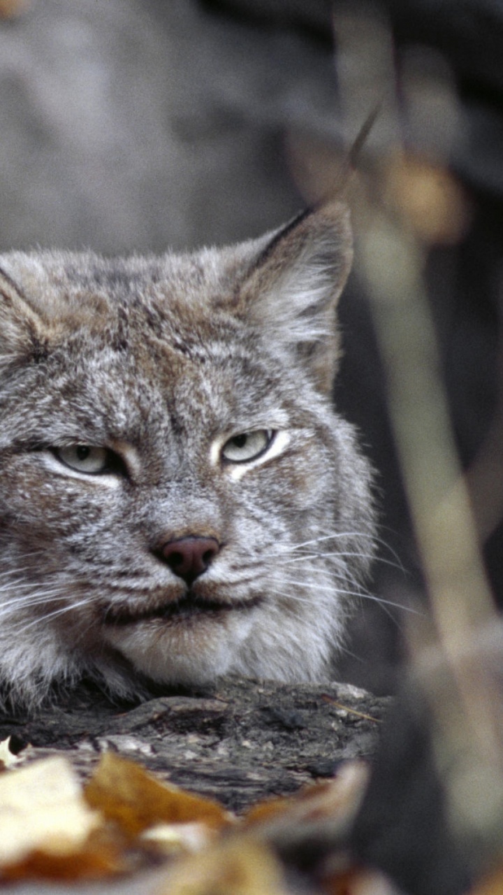 Обои кошачьих, Евразийская рысь, Дикая кошка, большая кошка, рысь в разрешении 720x1280