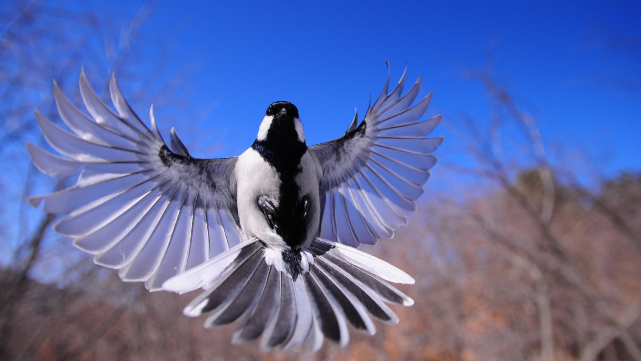 Обои хлопанье птичьих крыльев, чайки, птица, клюв, крыло в разрешении 1280x720