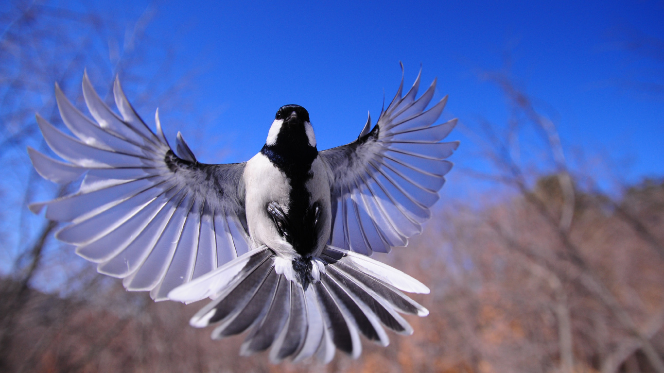 Обои хлопанье птичьих крыльев, чайки, птица, клюв, крыло в разрешении 1366x768