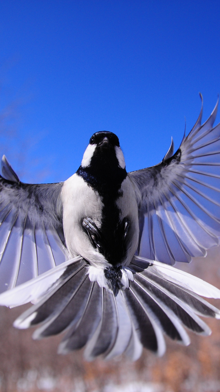 Обои хлопанье птичьих крыльев, чайки, птица, клюв, крыло в разрешении 750x1334