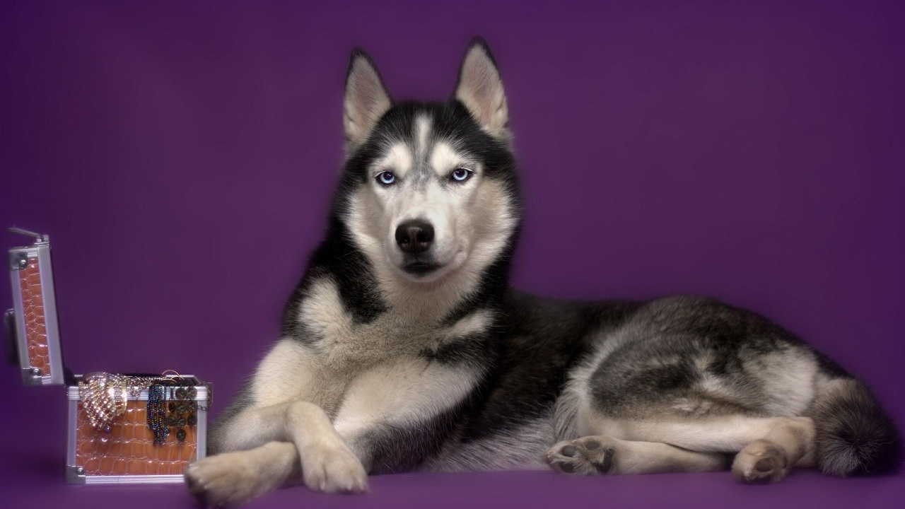 Обои аляскинский маламут, щенок, ездовая собака, Сахалинская хаски, миниатюрный Сибирский хаски в разрешении 1280x720