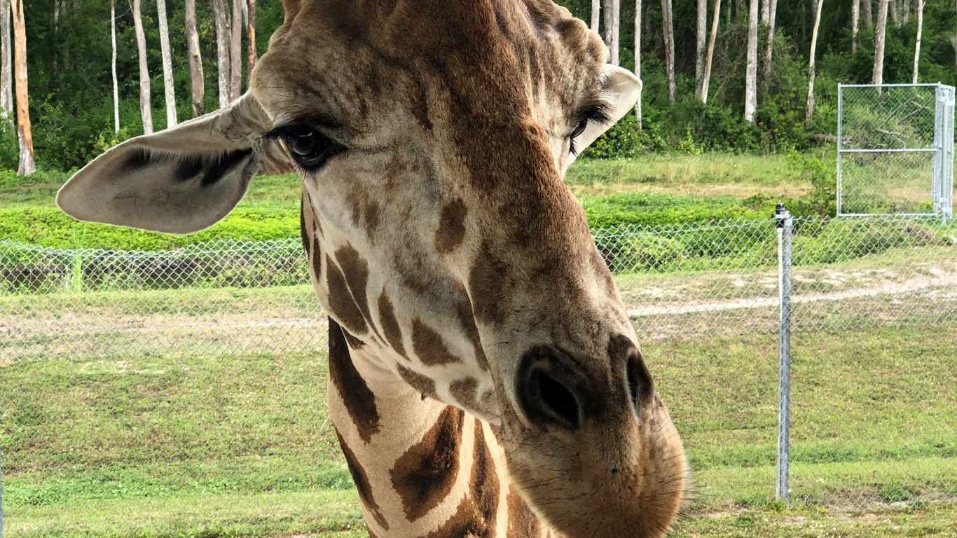 Обои Жираф, наземные животные, наука, природа, жирафовые в разрешении 1366x768