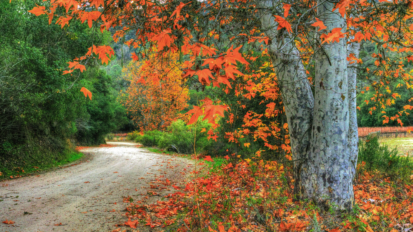 Обои лист, листопадные, дерево, роща, осень в разрешении 1366x768