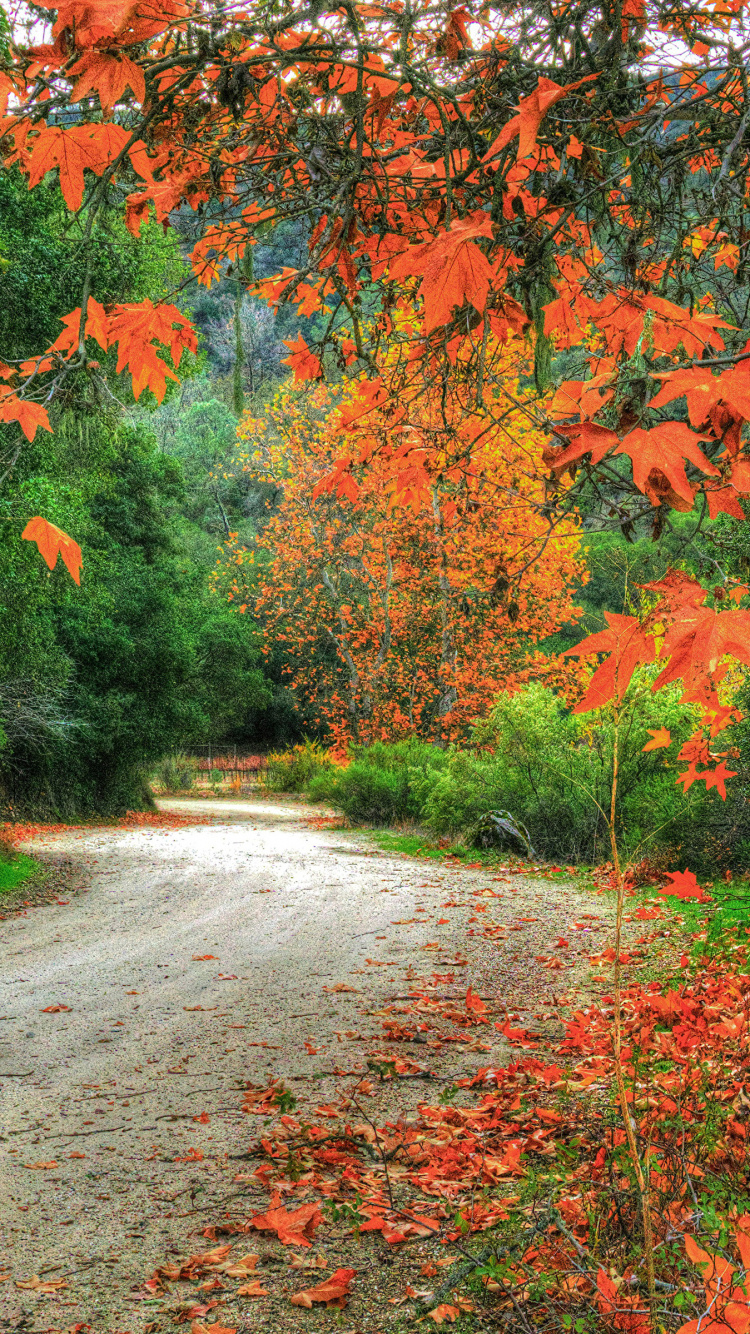 Обои лист, листопадные, дерево, роща, осень в разрешении 750x1334