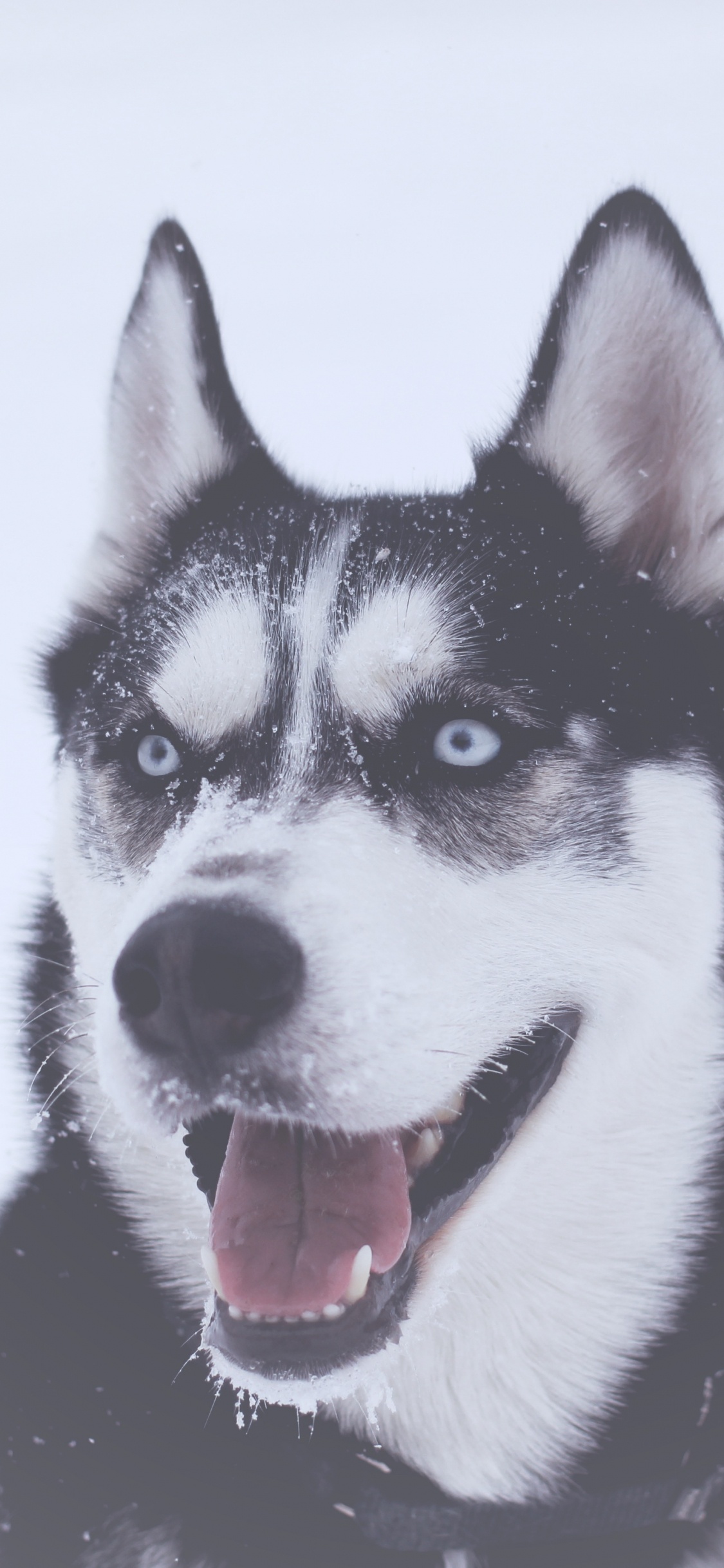 Обои Себирская Хаски, аляскинский маламут, щенок, хаски, ездовая собака в разрешении 1125x2436