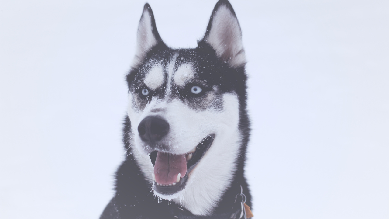 Обои Себирская Хаски, аляскинский маламут, щенок, хаски, ездовая собака в разрешении 1280x720