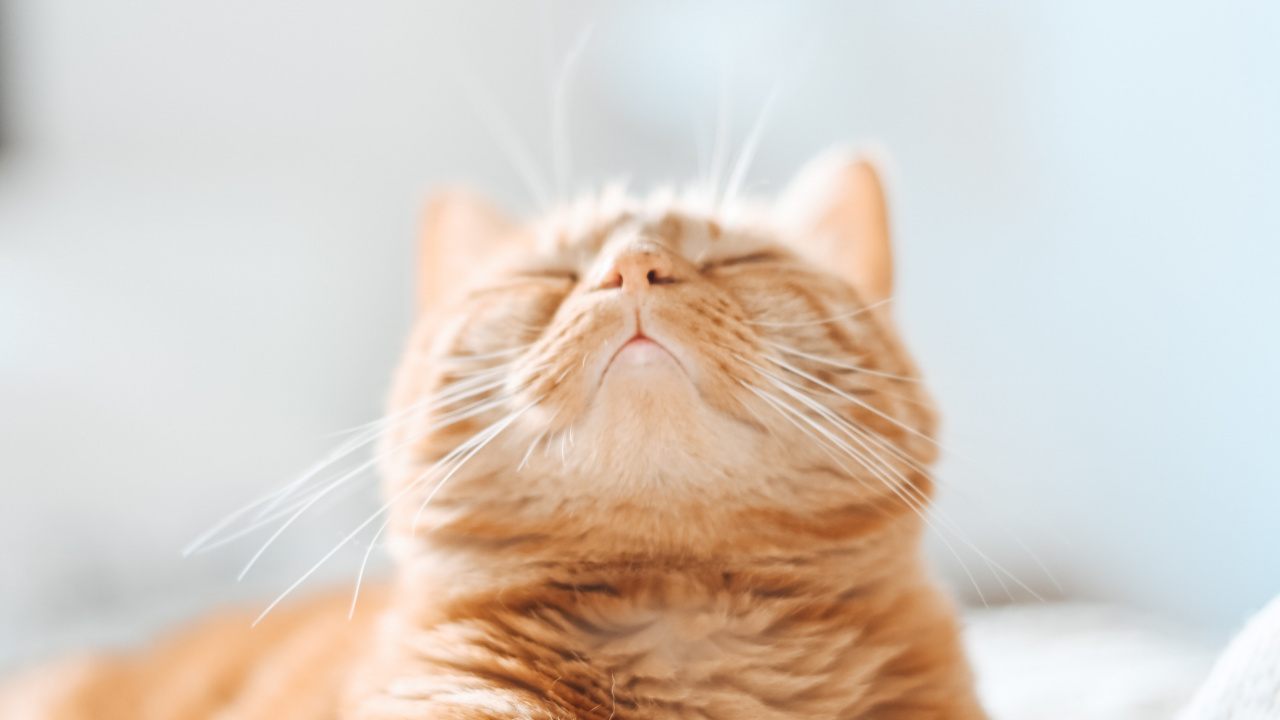 Обои котенок, полосатый кот, кот, кошачьих, бакенбарды в разрешении 1280x720