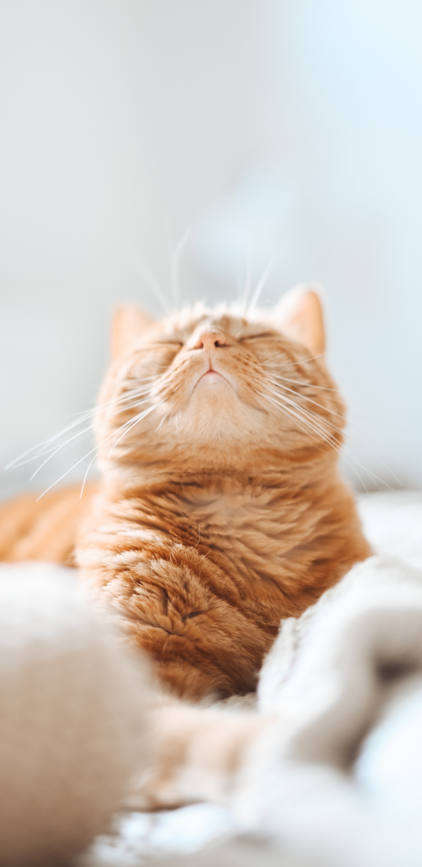 Обои котенок, полосатый кот, кот, кошачьих, бакенбарды в разрешении 1440x2960