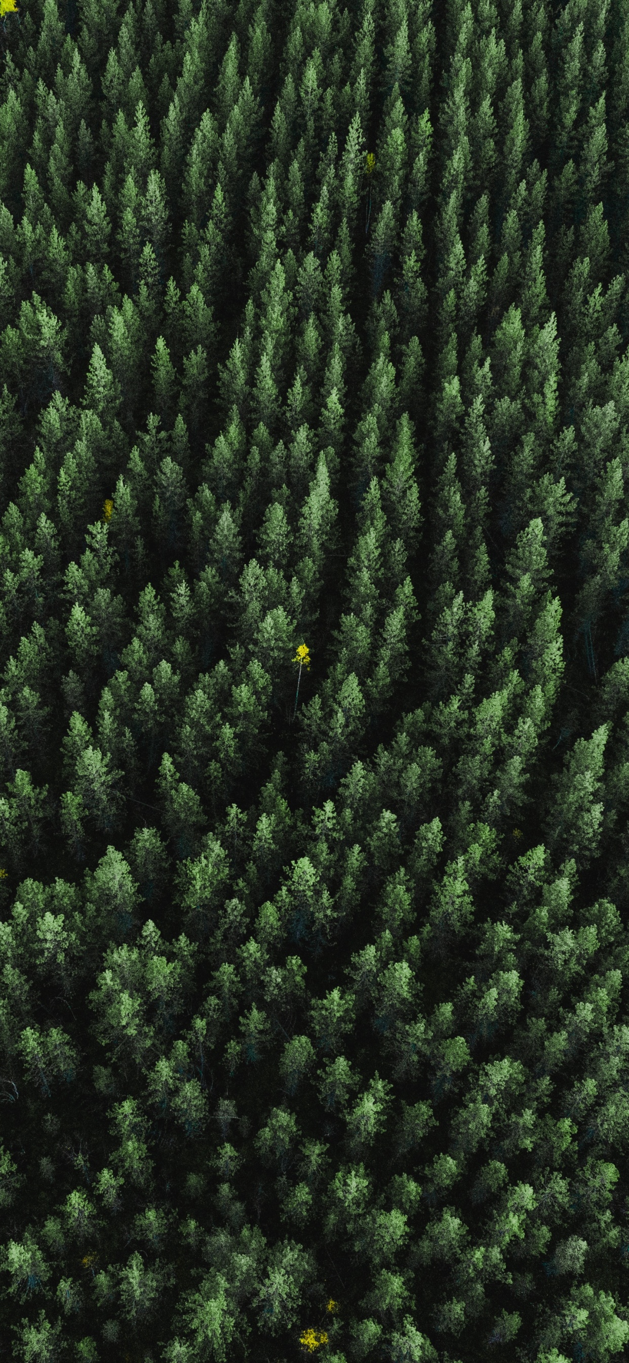 Обои растение, шерстяные вещи, шерсть, текстильная ткань, биом в разрешении 1242x2688