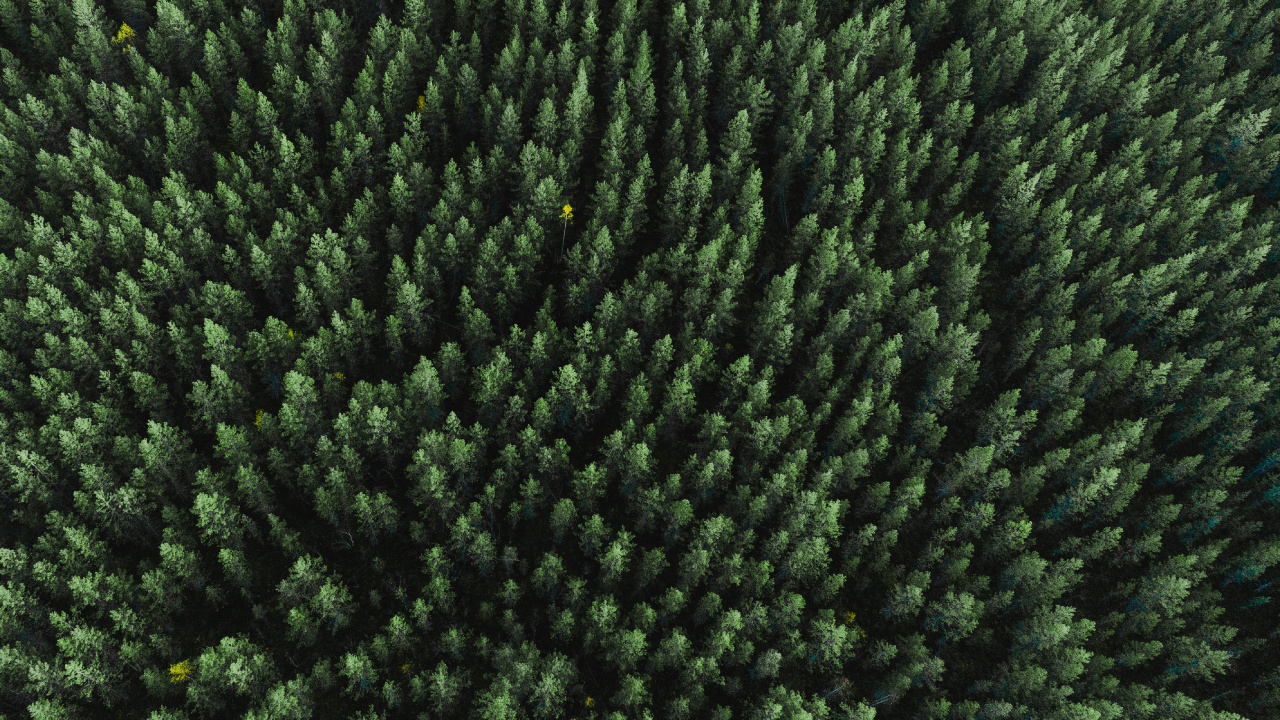 Обои растение, шерстяные вещи, шерсть, текстильная ткань, биом в разрешении 1280x720