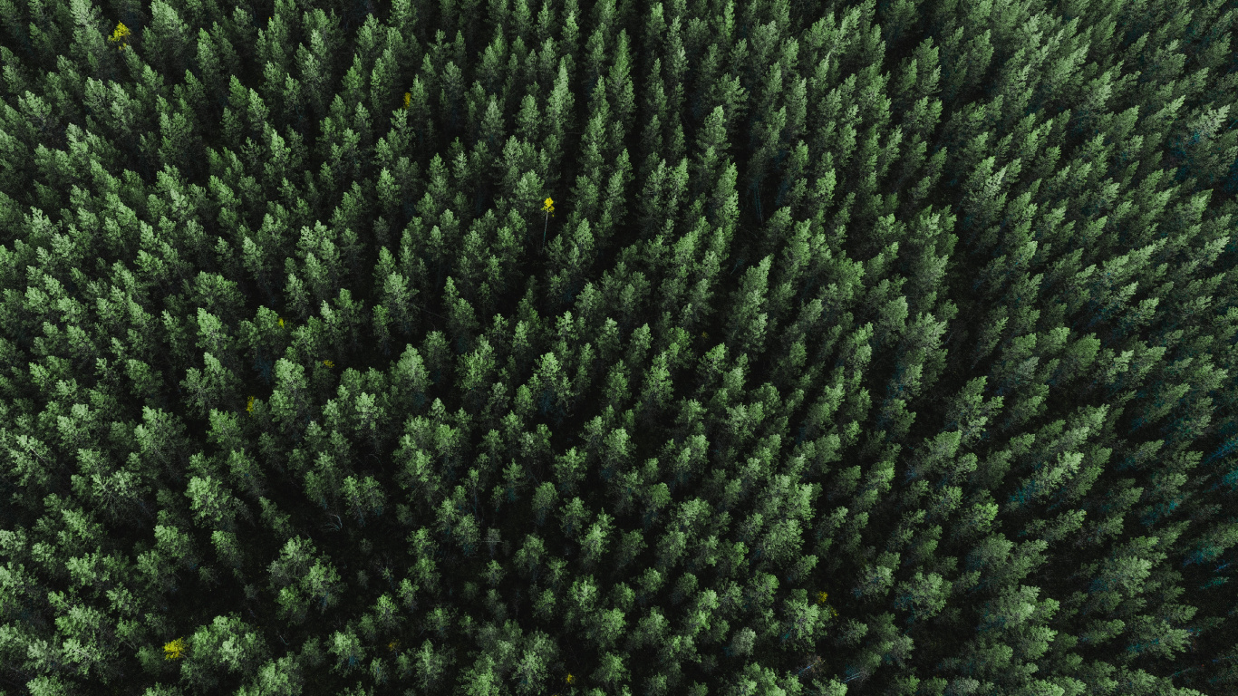 Обои растение, шерстяные вещи, шерсть, текстильная ткань, биом в разрешении 1366x768