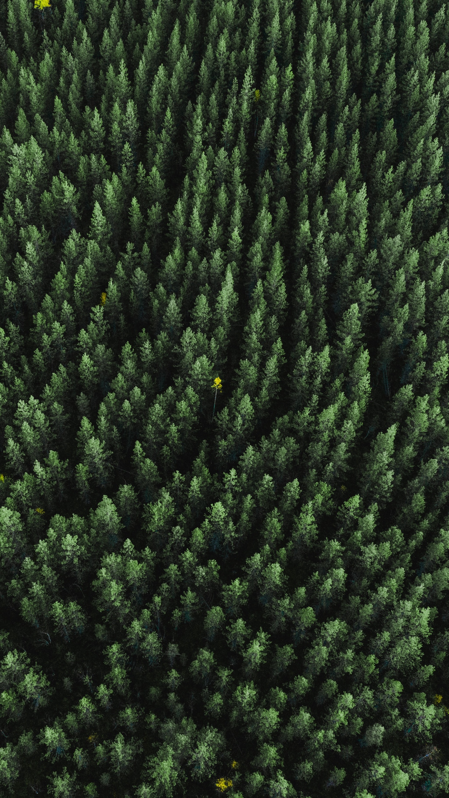 Обои растение, шерстяные вещи, шерсть, текстильная ткань, биом в разрешении 1440x2560