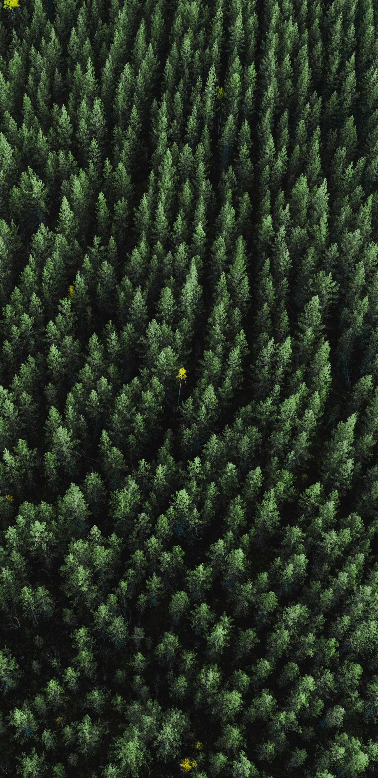 Обои растение, шерстяные вещи, шерсть, текстильная ткань, биом в разрешении 1440x2960