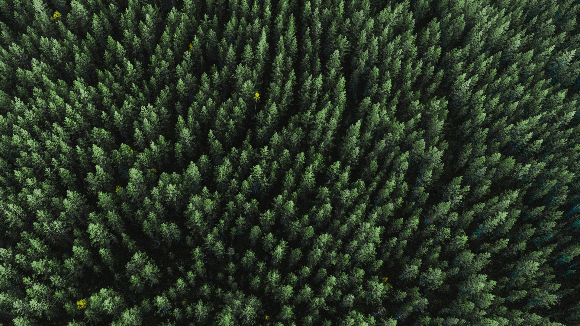 Обои растение, шерстяные вещи, шерсть, текстильная ткань, биом в разрешении 1920x1080