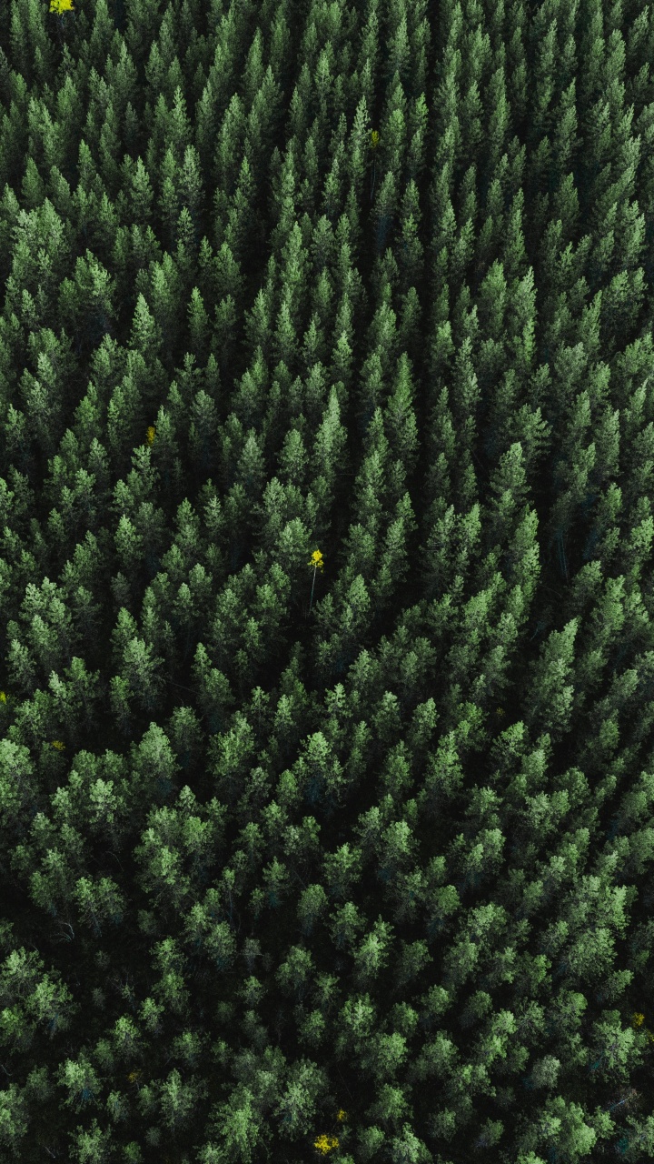 Обои растение, шерстяные вещи, шерсть, текстильная ткань, биом в разрешении 720x1280