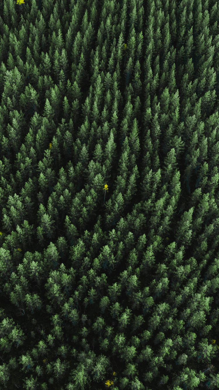 Обои растение, шерстяные вещи, шерсть, текстильная ткань, биом в разрешении 750x1334