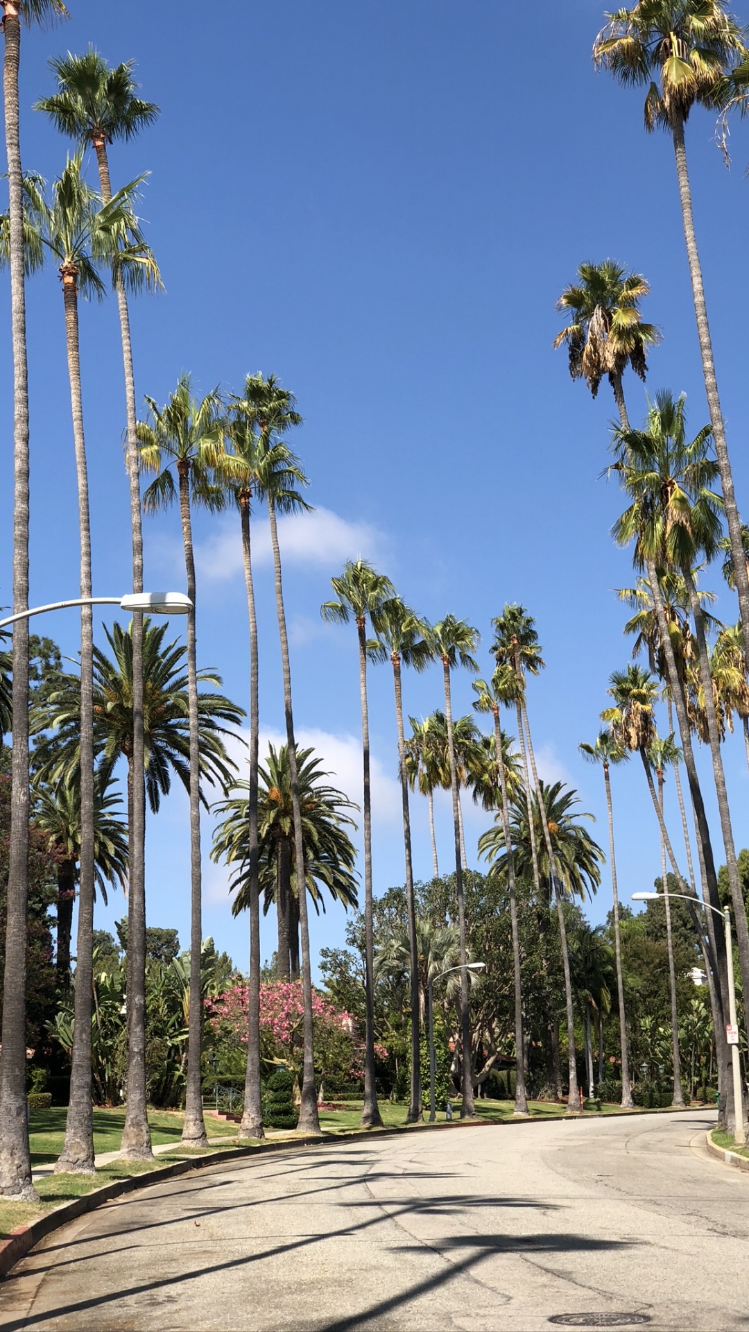 Обои пальмовые рощи, финиковая пальма, дерево, древесные растения, Пальма в разрешении 1080x1920