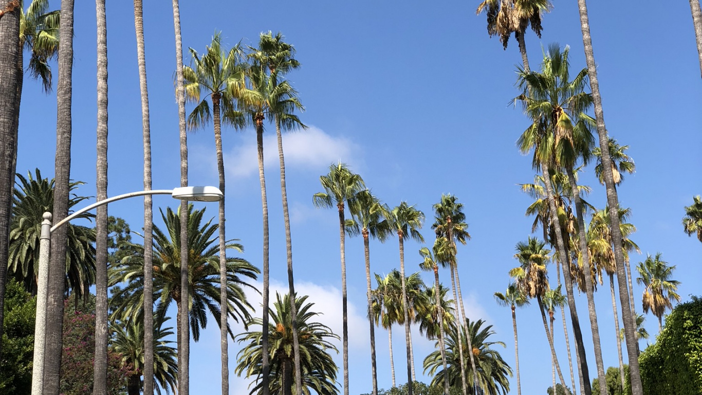 Обои пальмовые рощи, финиковая пальма, дерево, древесные растения, Пальма в разрешении 1366x768