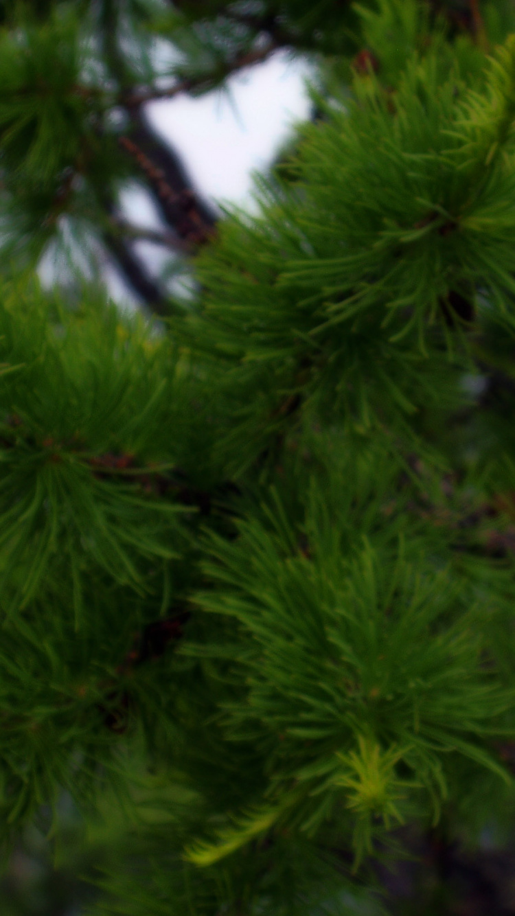 Обои растительность, ель, сосна, лиственница, пихта в разрешении 750x1334