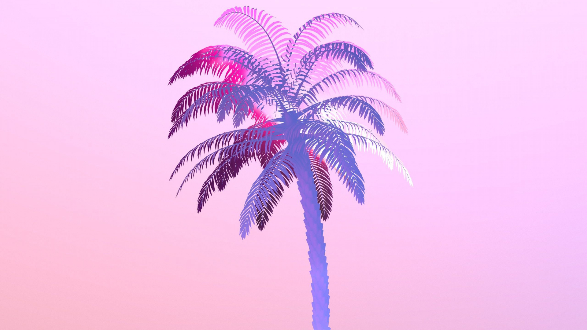 Обои Пальма, пальмовые рощи, дерево, пурпур, розовый в разрешении 1920x1080