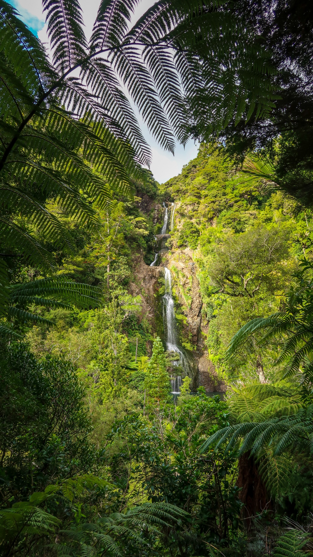 Обои Флора, рассада, хвойными лесами, тропические леса, природный ландшафт в разрешении 1080x1920