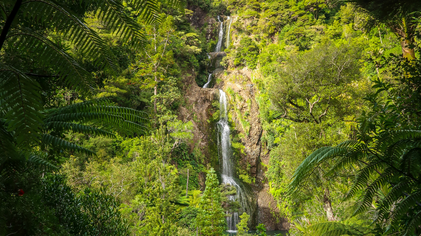 Обои Флора, рассада, хвойными лесами, тропические леса, природный ландшафт в разрешении 1366x768