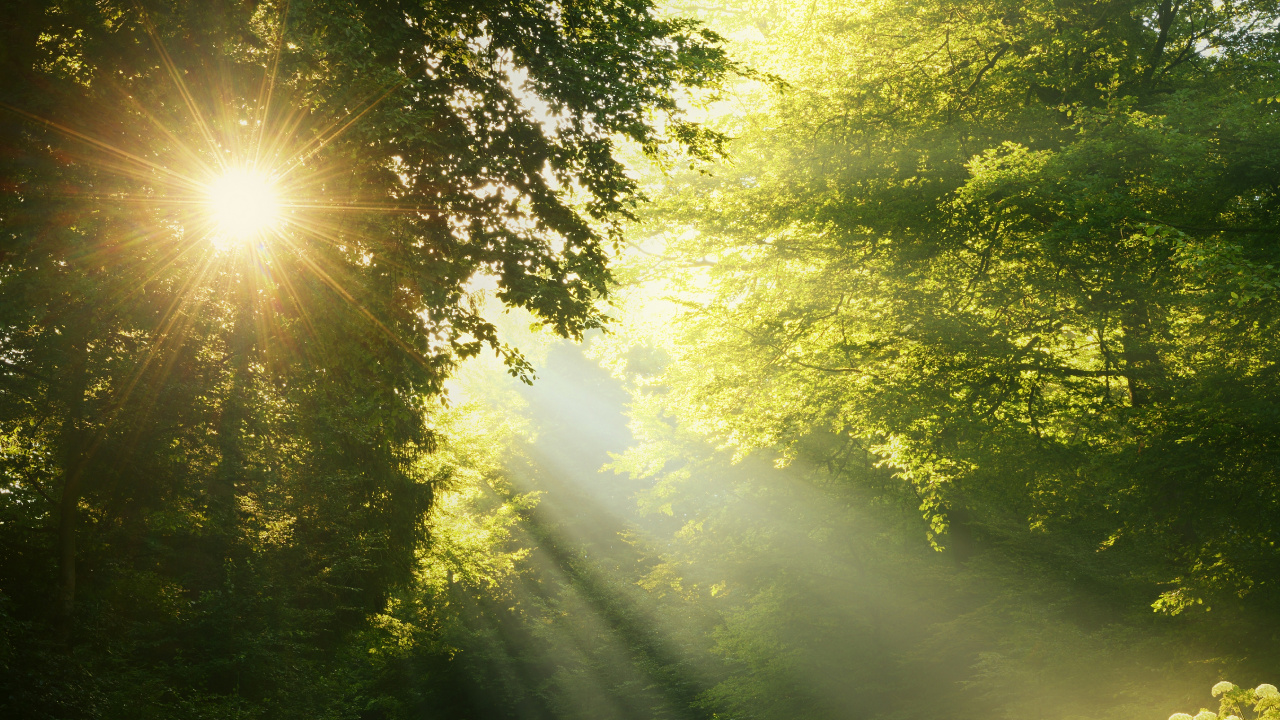 Обои природа, солнечный свет, свет, утро, дерево в разрешении 1280x720