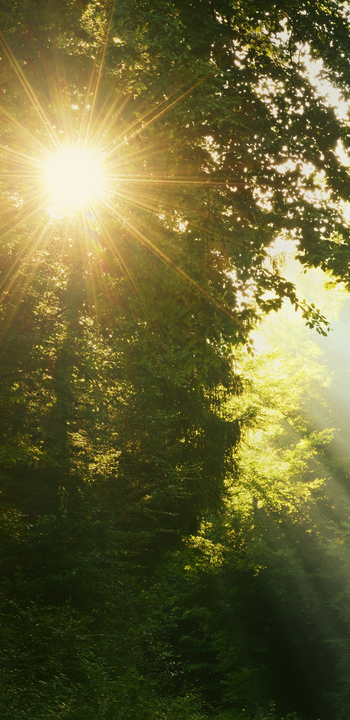 Обои природа, солнечный свет, свет, утро, дерево в разрешении 1440x2960