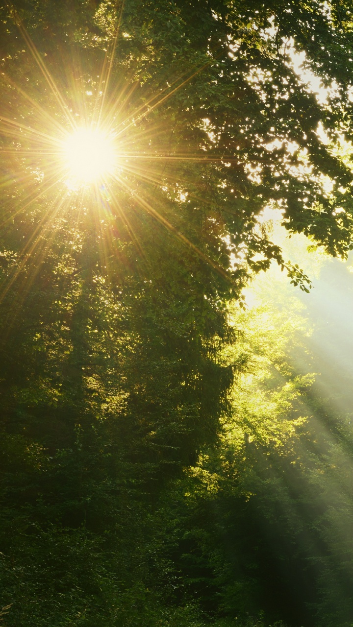 Обои природа, солнечный свет, свет, утро, дерево в разрешении 720x1280