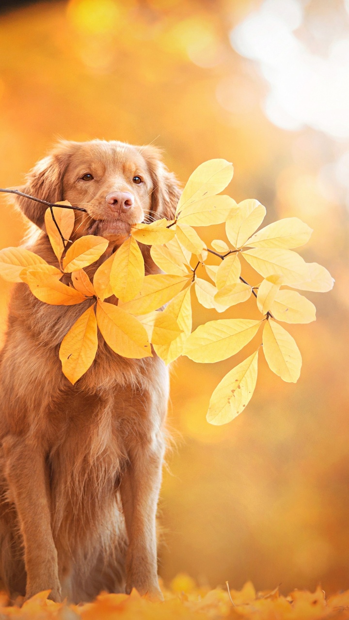 Обои золотистый ретривер, новошотландский ретривер, лабрадор, щенок, собака породы в разрешении 720x1280
