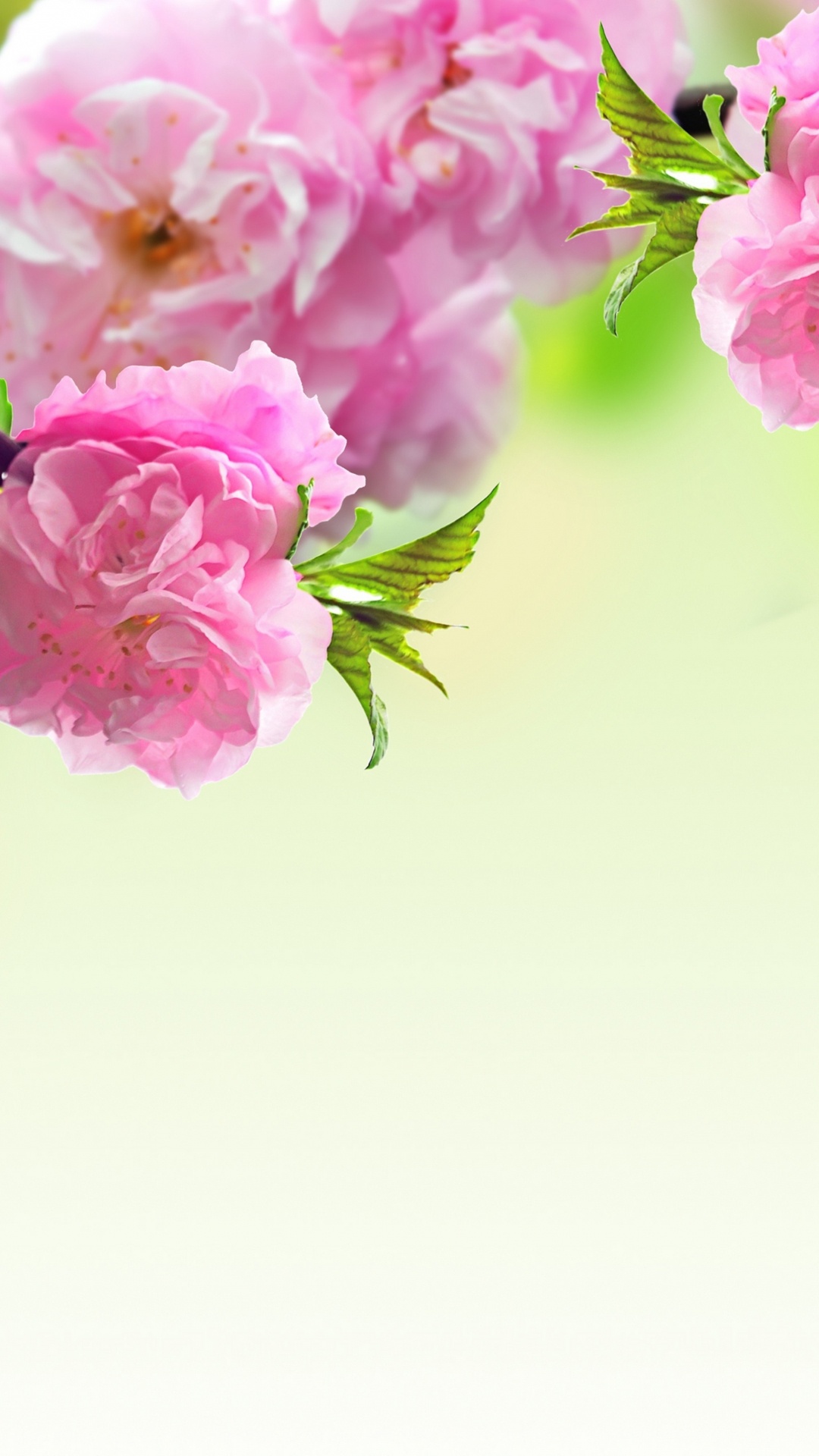 Обои цветок, весна, розовый, ветвь, растение в разрешении 1080x1920