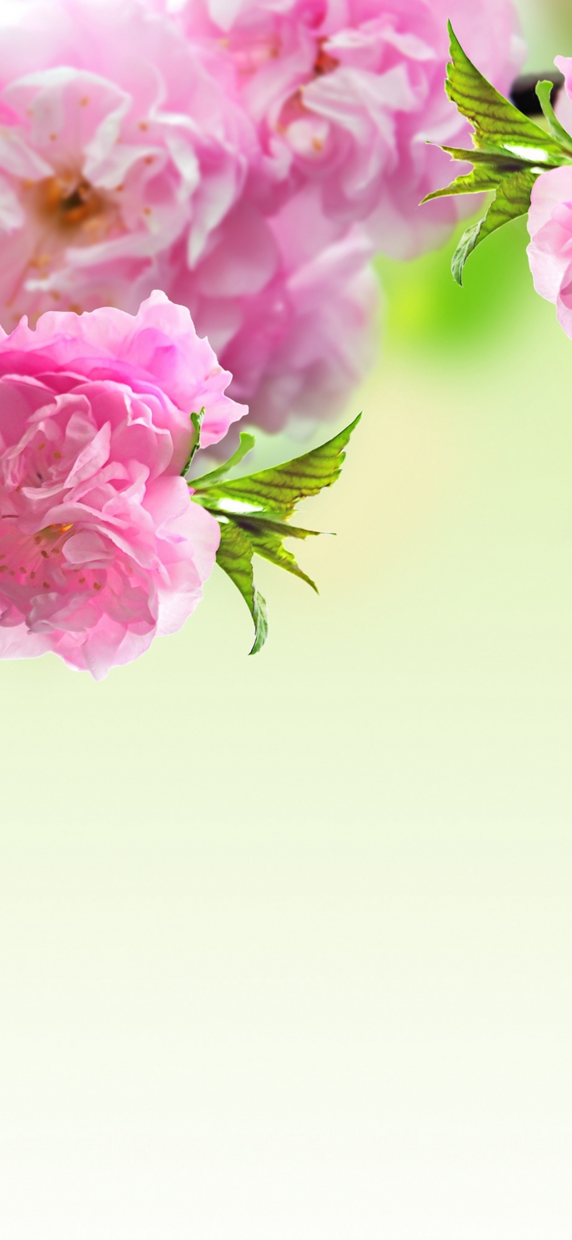 Обои цветок, весна, розовый, ветвь, растение в разрешении 1125x2436