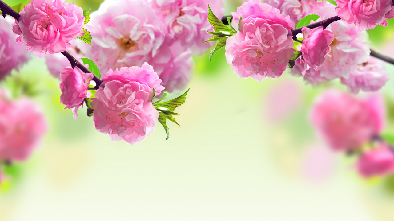 Обои цветок, весна, розовый, ветвь, растение в разрешении 1280x720