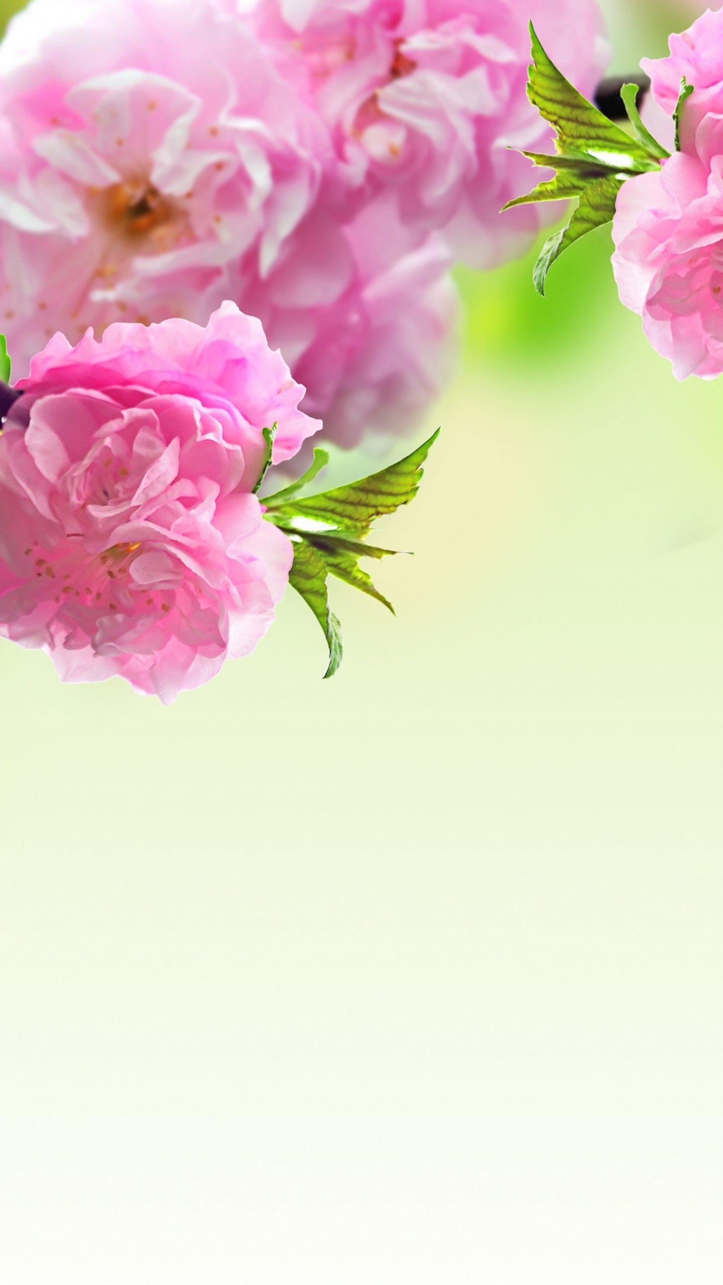 Обои цветок, весна, розовый, ветвь, растение в разрешении 1440x2560