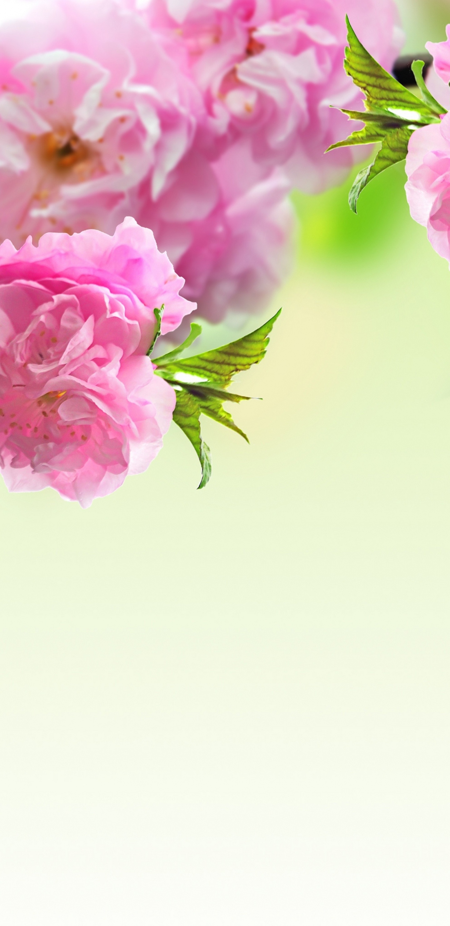 Обои цветок, весна, розовый, ветвь, растение в разрешении 1440x2960