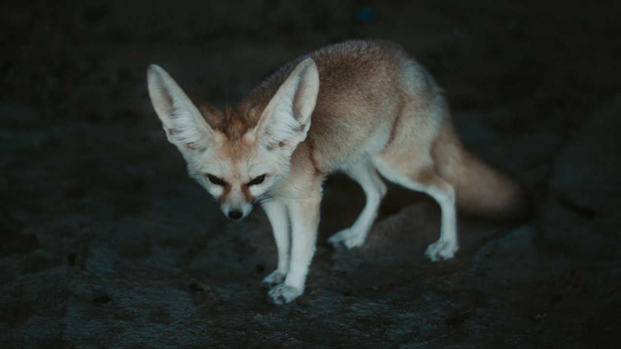 Обои фенек, лиса, Псовые, живая природа, лисица в разрешении 1280x720